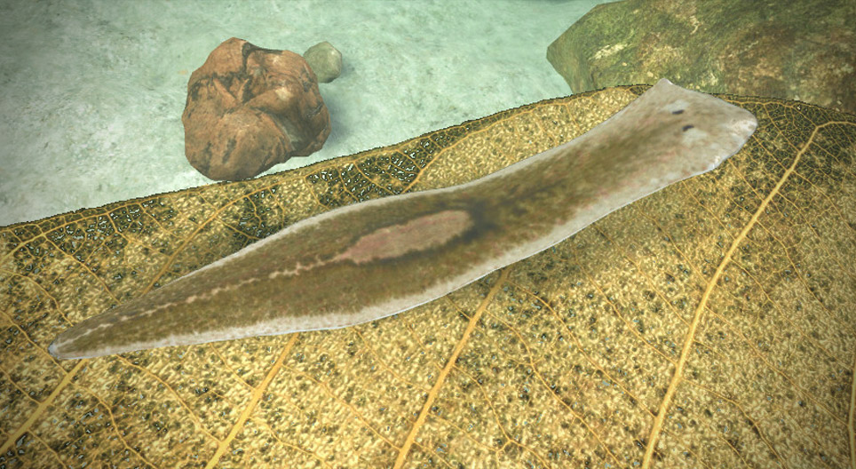 Планарія біла