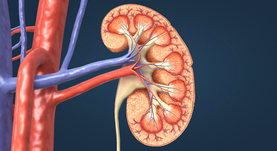 Сечовидільна система