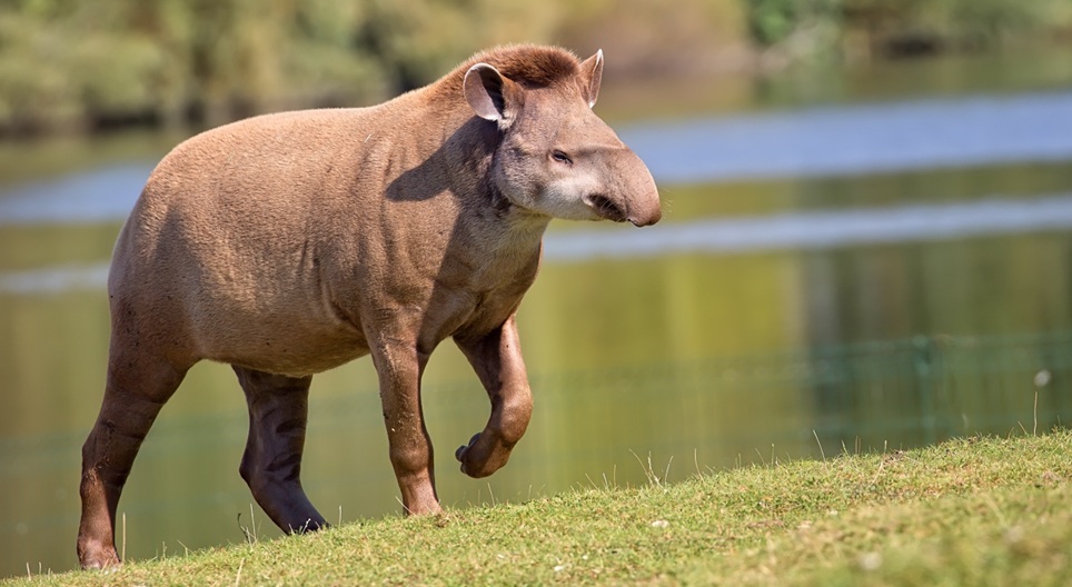 Освітні відео
