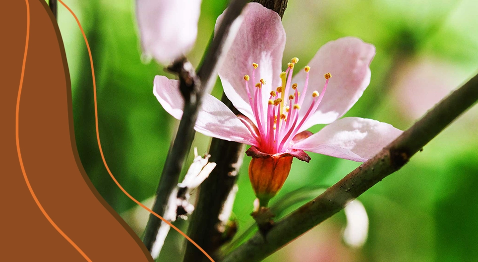 Giải phẫu của thực vật