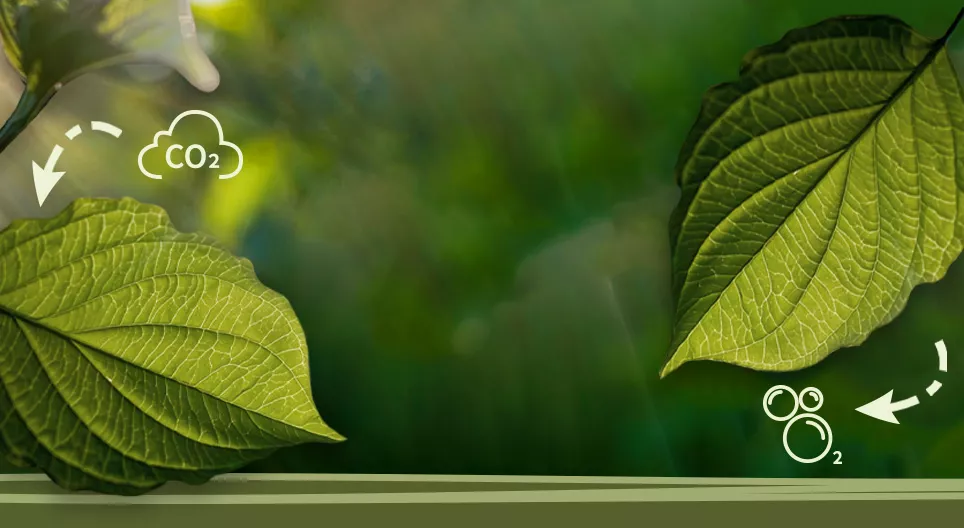 Quang hợp là gì?