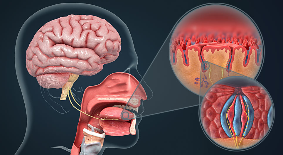 Cơ chế của vị giác