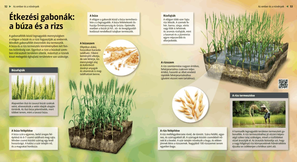 Cereals: Wheat and Rice