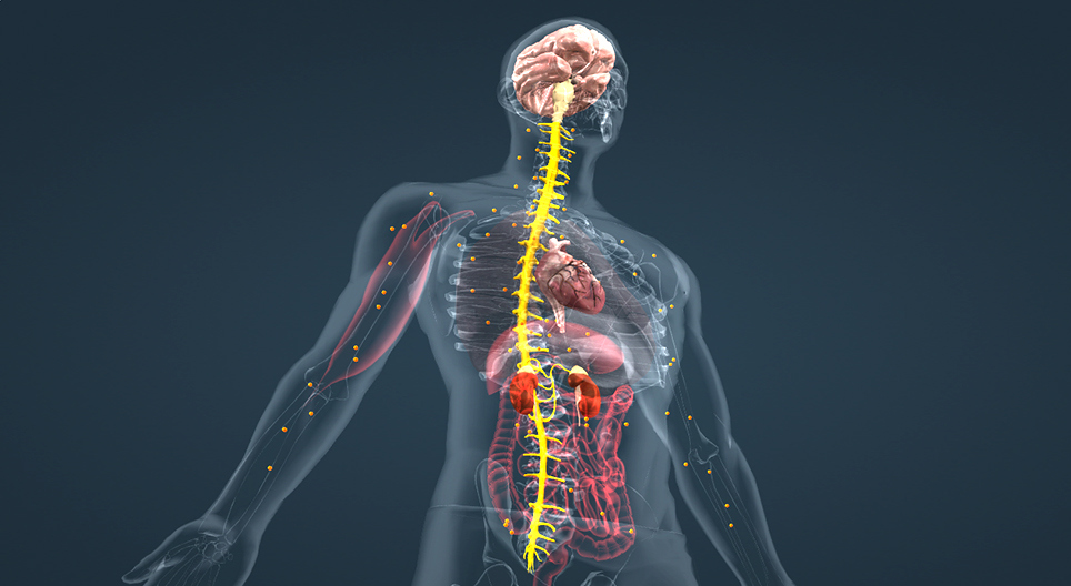 肾上腺素（高级）